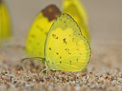 Eurema ada