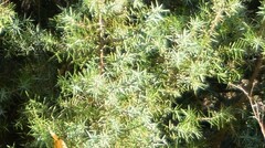 Juniperus oxycedrus