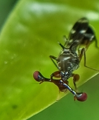 Megalabops quadriguttata