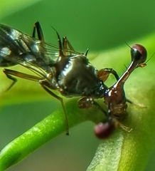 Megalabops quadriguttata