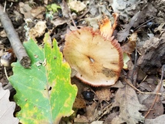 Cortinarius rubripes
