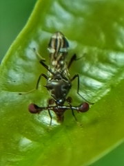 Megalabops quadriguttata