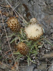 Leuzea conifera