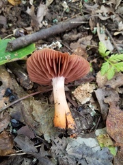 Cortinarius rubripes