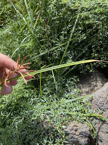 Cyperus schimperianus image