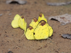 Eurema simulatrix