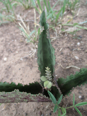 Drimiopsis
