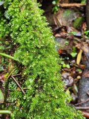 Ctenidium