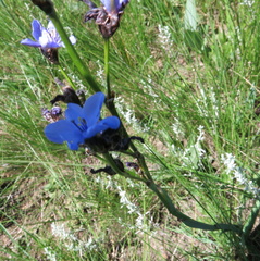 Aristea ecklonii