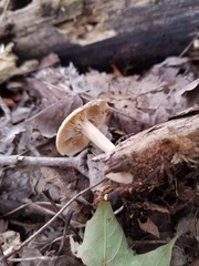 Lentinellus subaustralis