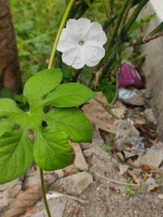 Ipomoea pes-tigridis