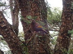 Trochalopteron morrisonianum