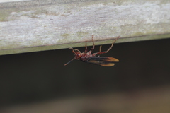 Polistes infuscatus
