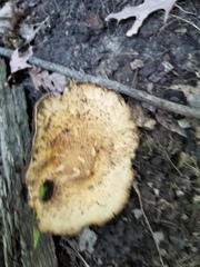 Lacrymaria echiniceps