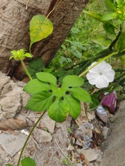Ipomoea pes-tigridis