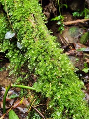 Ctenidium