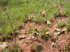 Afrosciadium magalismontanum