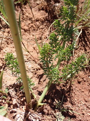 Afrosciadium magalismontanum