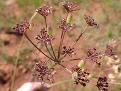 Afrosciadium magalismontanum