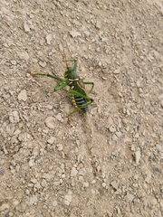 Neobarrettia spinosa