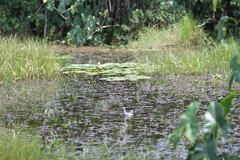 Porphyrio flavirostris