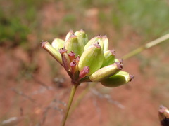 Afrosciadium magalismontanum