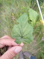Viola hirta