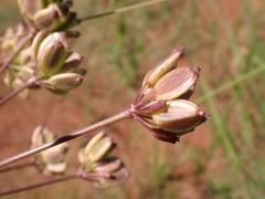 Afrosciadium magalismontanum
