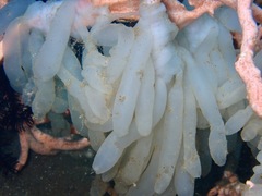 Sepioteuthis lessoniana