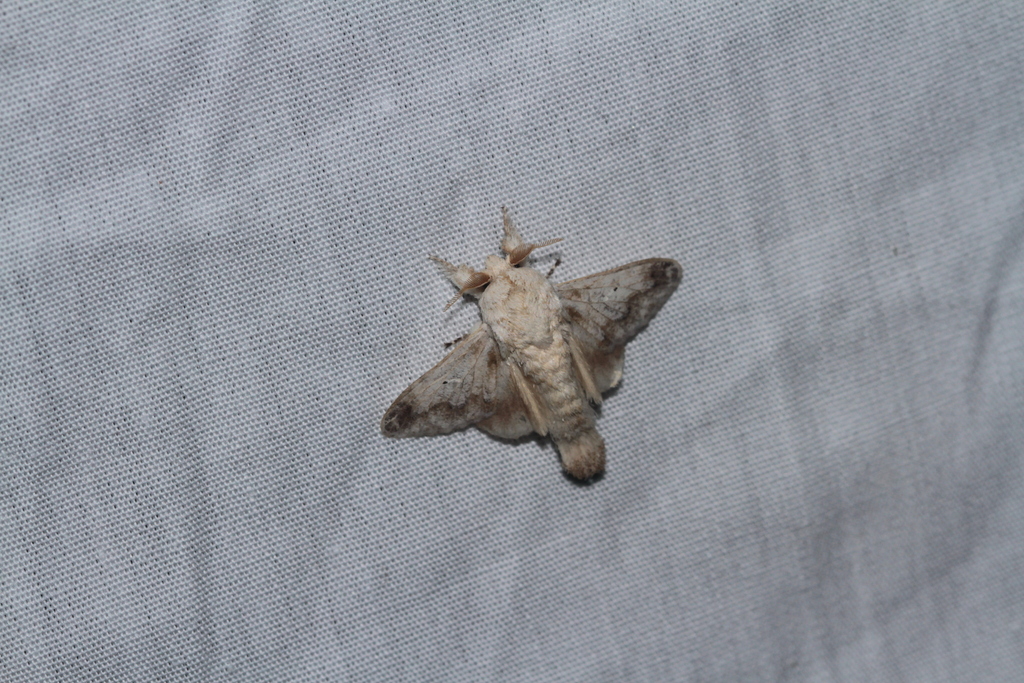 Tolype poggia