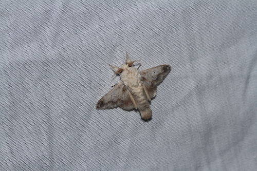 Tolype poggia