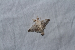 Tolype poggia