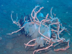 Sepioteuthis lessoniana
