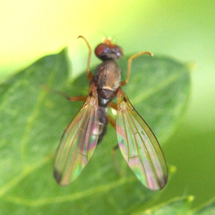 Sepsidae