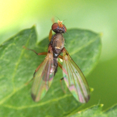 Sepsidae