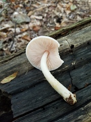 Pluteus plautus