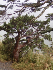 Juniperus squamata