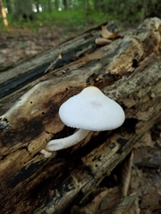 Pluteus plautus