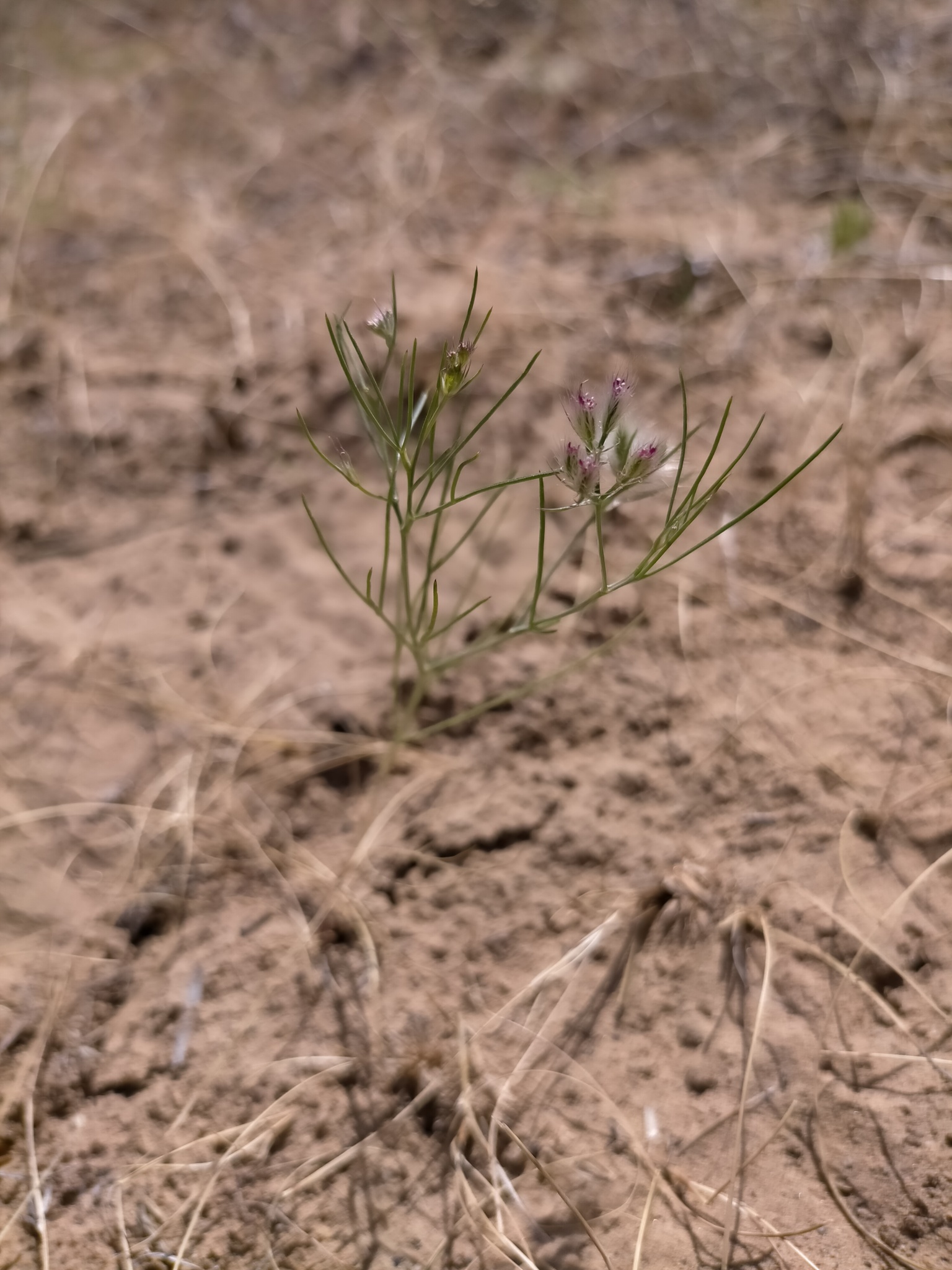Cuminum setifolium