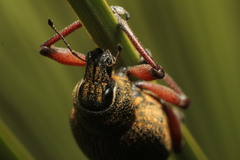 Catasarcus bilineatus