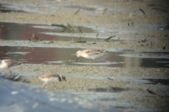 Calidris falcinellus sibirica