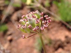 Afrosciadium magalismontanum