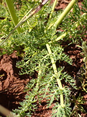 Afrosciadium magalismontanum