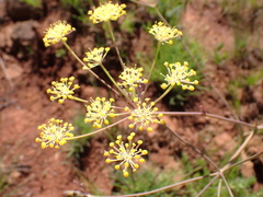 Afrosciadium magalismontanum