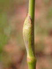 Afrosciadium magalismontanum