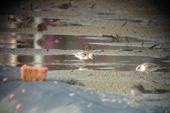 Calidris falcinellus sibirica