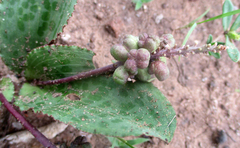 Drimiopsis