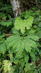 Adiantum trapeziforme