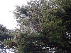Tsuga chinensis