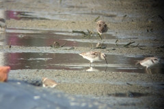 Calidris falcinellus sibirica